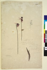 Pagina 223. Caleana major door John William Lewin